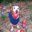 Logo dog with apple in mouth (APPLE) - Cryptomonnaie