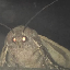 Logo MOTH (MOTH) - Cryptomonnaie