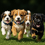 Logo I love puppies (PUPPIES) - Cryptomonnaie